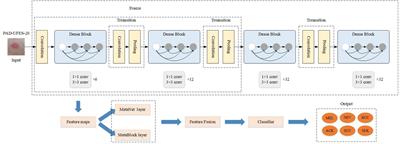 A study on skin tumor classification based on dense convolutional networks with fused metadata